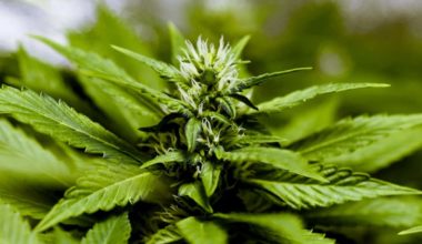 CBD hemp flower