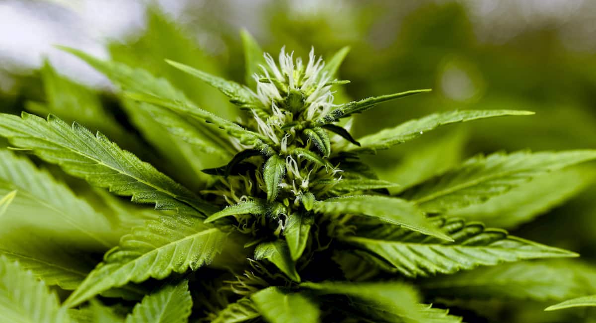 CBD hemp flower