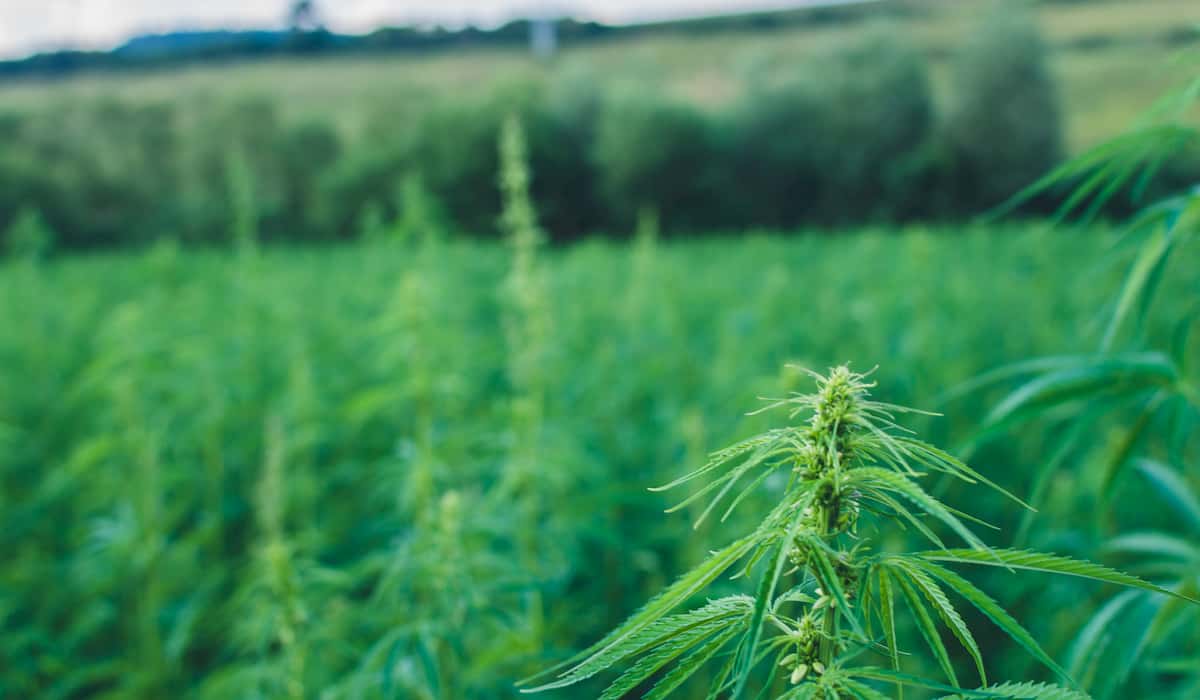 Smoking hemp flower