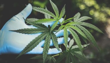 CBD Consumption
