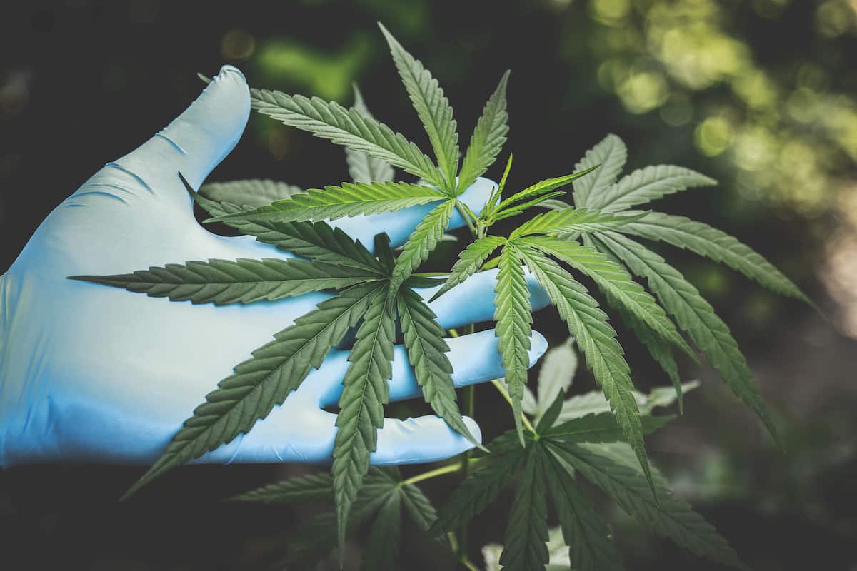CBD Consumption