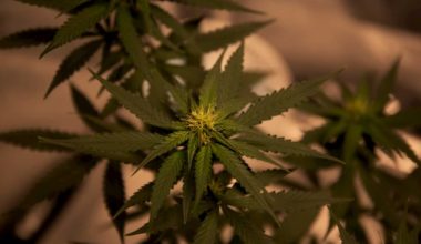 Cannabis Flower