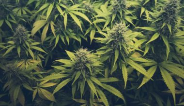 Marijuana and health