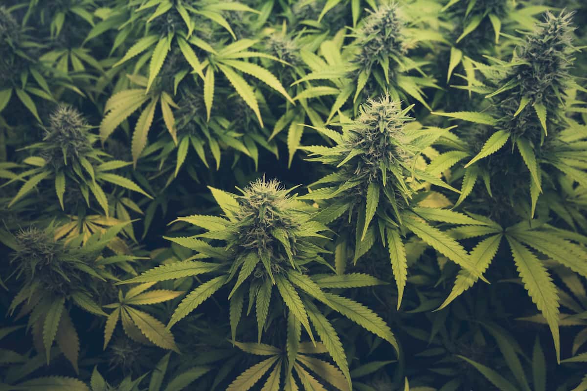 Marijuana and health