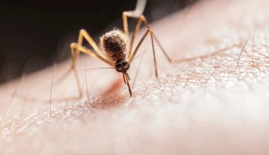 Mosquito bite allergy