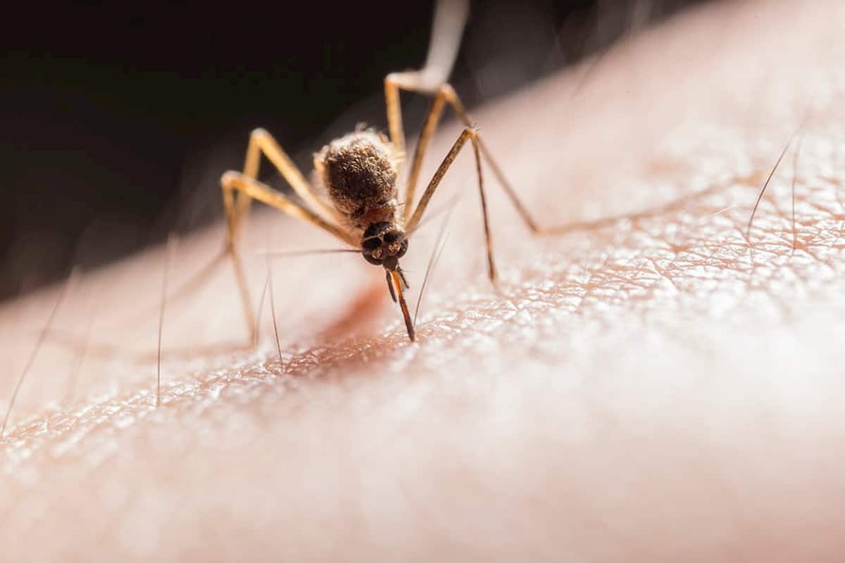Mosquito bite allergy