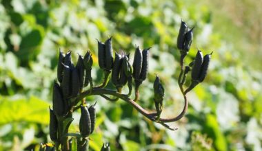 Benefits of monk fruit sweetener